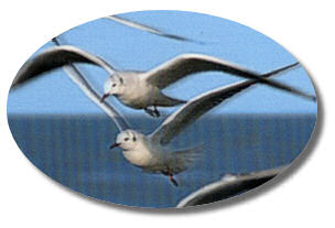 Sea Gulls
